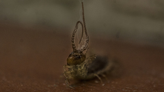 Lithobiomorpha