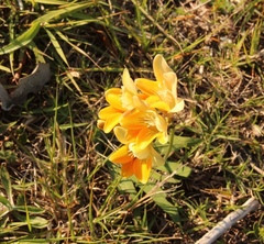 Freesia fergusoniae