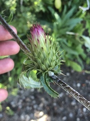 Cirsium andersonii