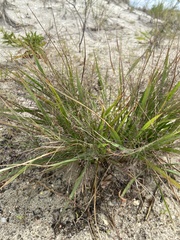 Eragrostis