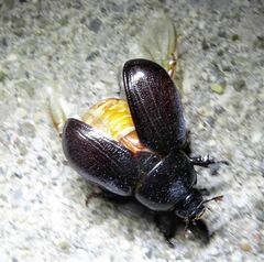 Scarabaeoidea