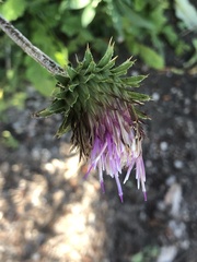 Cirsium andersonii