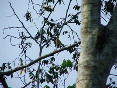 Icterus mesomelas