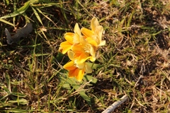 Freesia fergusoniae