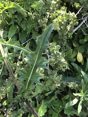 Cirsium andersonii