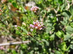 Agathosma
