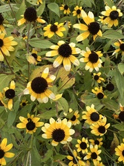Rudbeckia triloba
