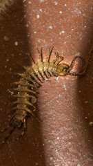 Lithobiomorpha