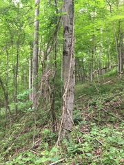 Celastrus orbiculatus