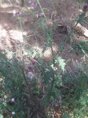 Carduus crispus
