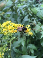 Bombus rufocinctus