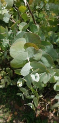 Eucalyptus cinerea