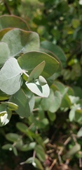 Eucalyptus cinerea