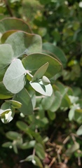 Eucalyptus cinerea