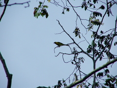 Icterus mesomelas