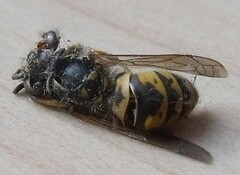 Vespinae