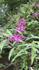 Vernonia gigantea