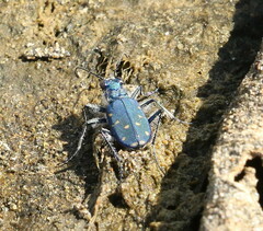 Cicindela oregona
