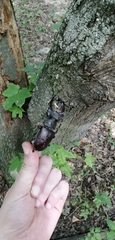 Lucanus cervus