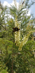 Bombus sonorus