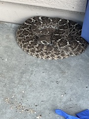 Crotalus atrox
