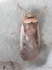 Ochropleura implecta