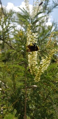 Bombus sonorus