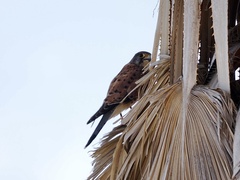 Falco tinnunculus canariensis