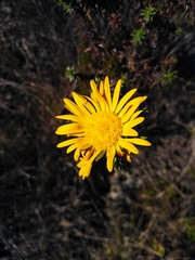 Oedera capensis