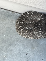Crotalus atrox