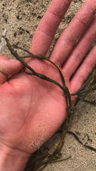 Ascophyllum nodosum