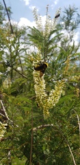 Bombus sonorus