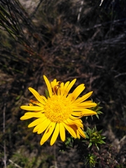 Oedera capensis