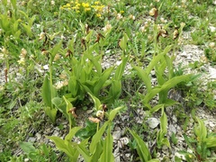 Cypripedium calceolus