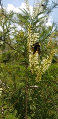 Bombus sonorus