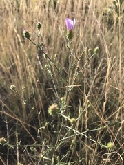 Dieteria canescens