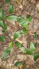 Maianthemum canadense
