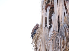 Falco tinnunculus canariensis