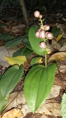 Maianthemum canadense