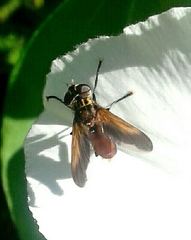 Trichopoda pictipennis