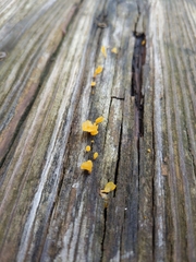 Dacrymyces spathularia