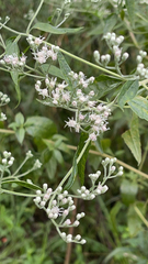 Eupatorium serotinum
