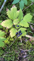 Actaea spicata