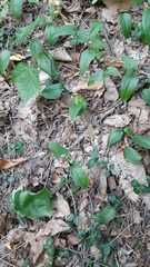 Maianthemum canadense
