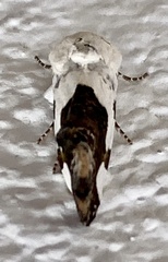 Tarache tetragona