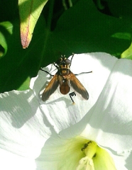 Trichopoda pictipennis