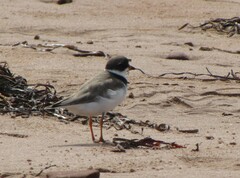 Charadrius semipalmatus