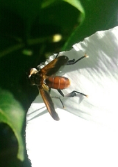 Trichopoda pictipennis