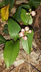 Maianthemum canadense