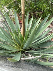 Yucca filamentosa